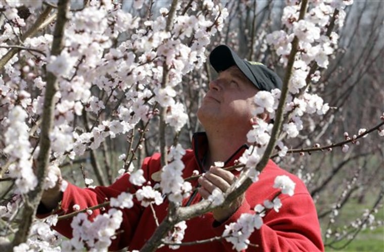 Tom Szulist, co-owner of Singer Farms Naturals, looks over an apricot tree in full bloom on the farm in Appleton, N.Y., on Monday.